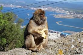 monkey - things you need to know before you visit Gibraltar