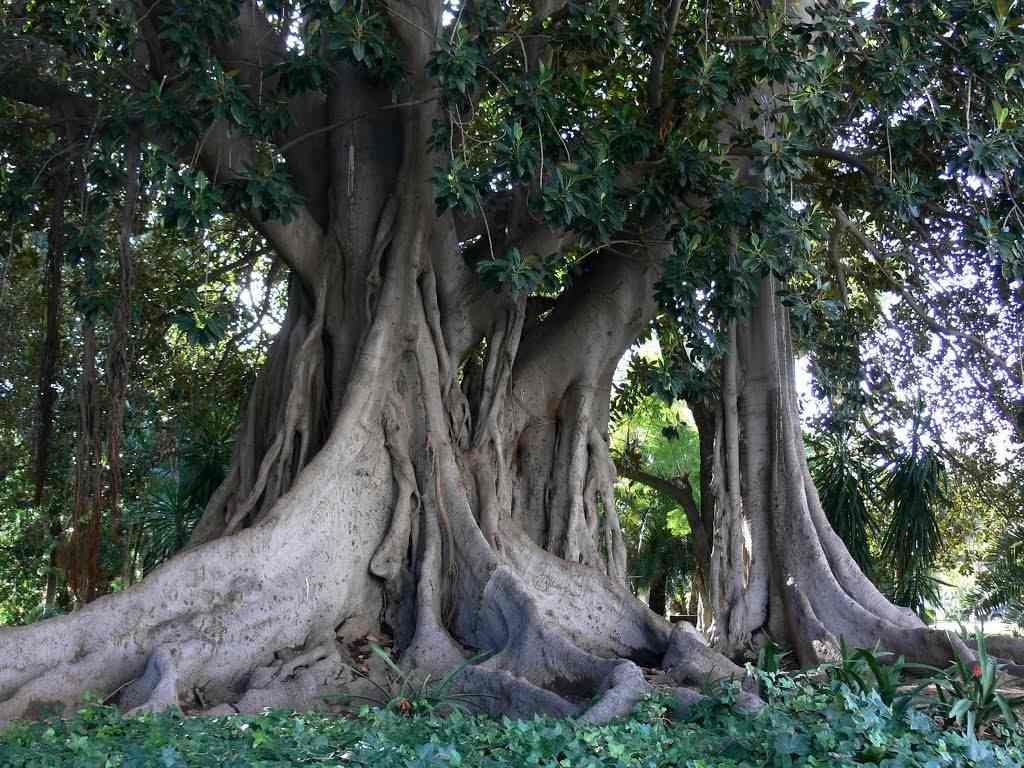 Malaga Parks: Top 12 City Parks and Gardens - South Tours