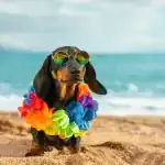 cute dog at the beach