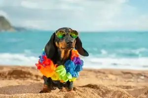 cute dog at the beach