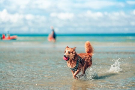 dog running at the beach